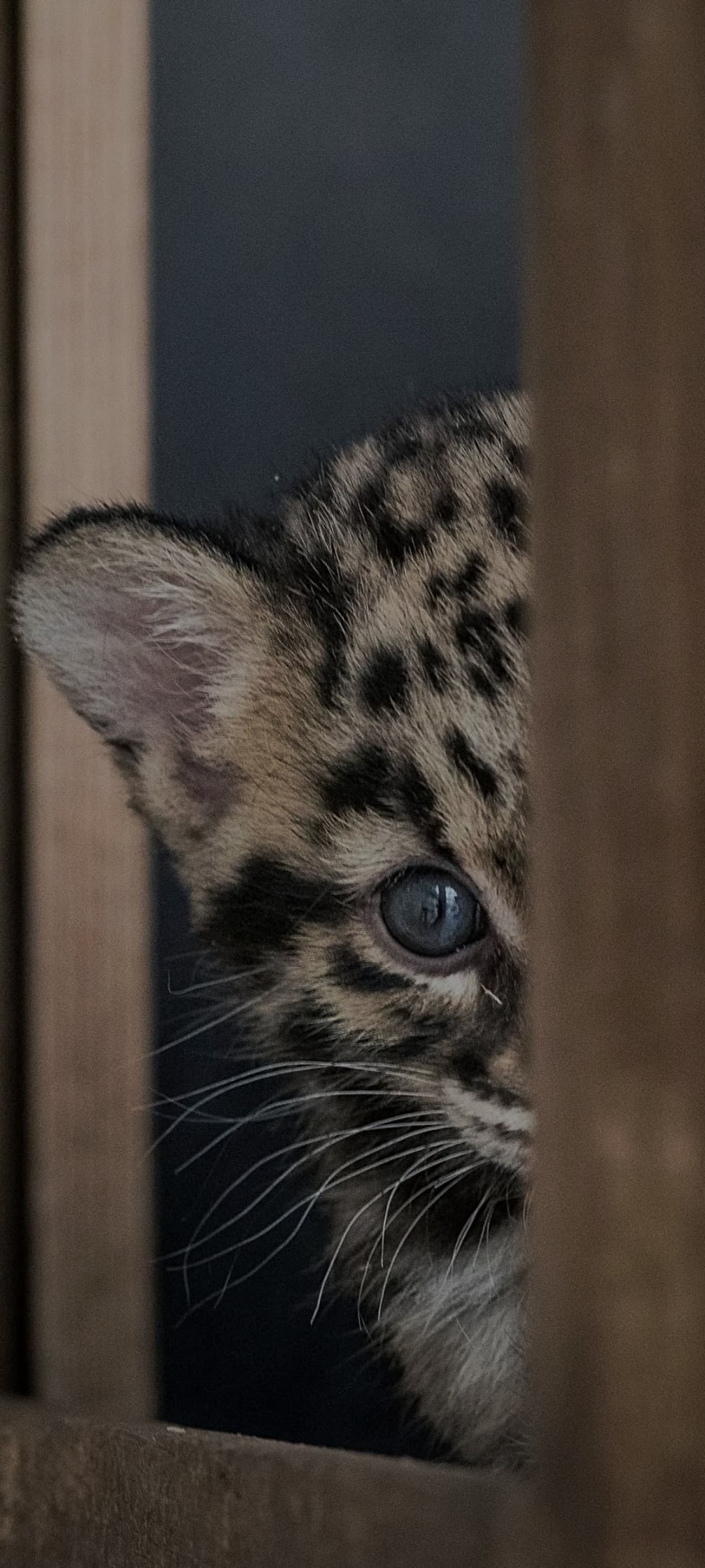 Profil de Ismaël, 31 ans, Rencontre sex à Choulex (Genève)