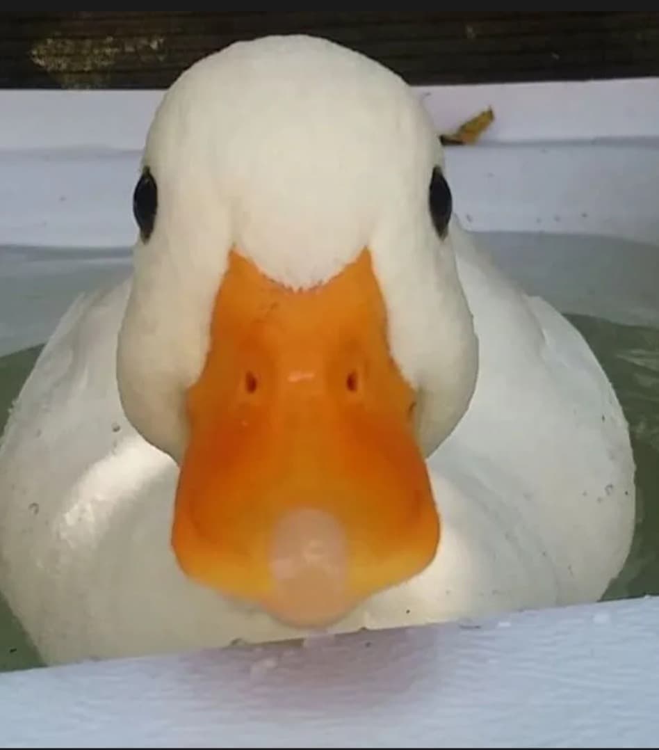 Profil de Théodore, 42 ans, Rencontre sex à Frümsen (Appenzell Rhodes-Intérieures)